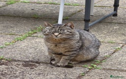 Domestic Shorthair cats for sale: Female Cat – Healthy, Neutered, Microchipped - Image 3