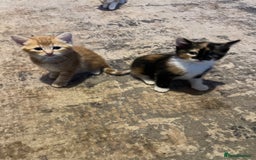 Mixed Breed cats for sale: Playful adorable kittens  - Advert 5