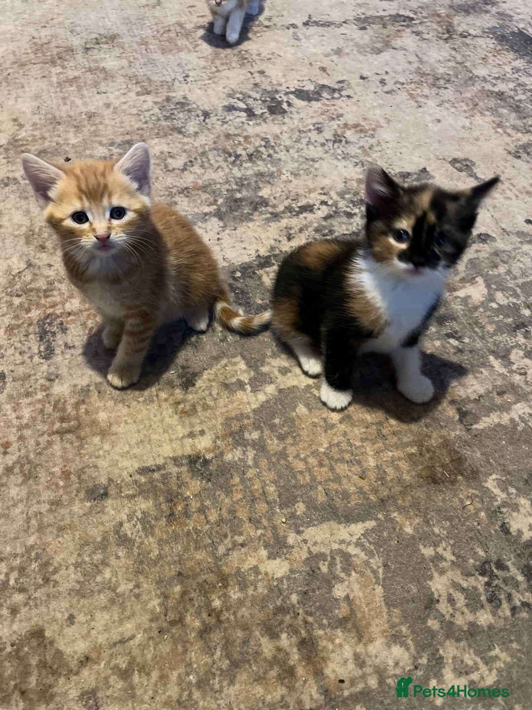 Mixed Breed cats for sale: Playful adorable kittens  - Advert 5