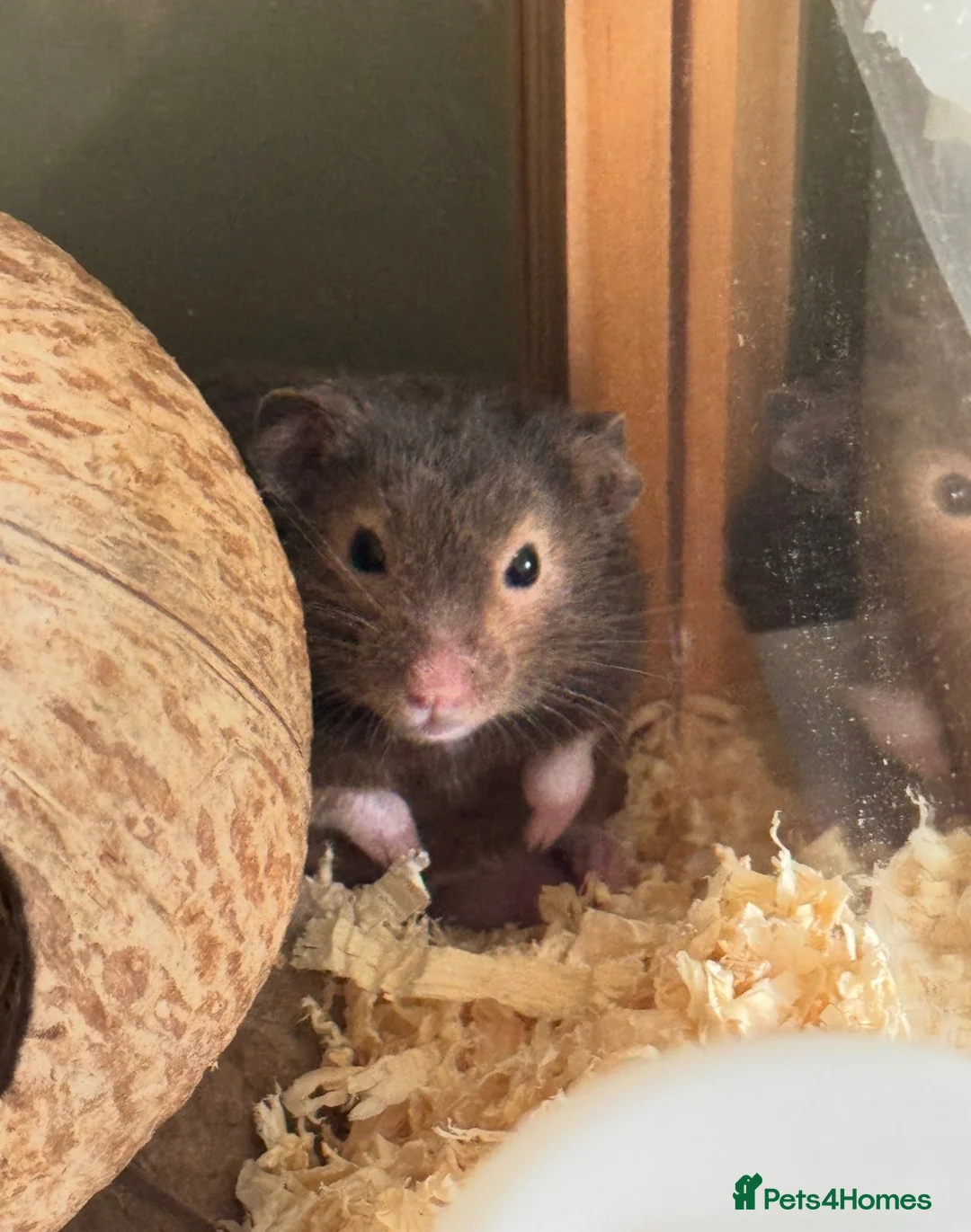 Hamster rodents for sale: syrian hamster with bucatstate cage &accesories  - Advert 6