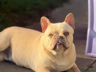 French Bulldog dogs Male frenchie looking for forever home - Advert 6