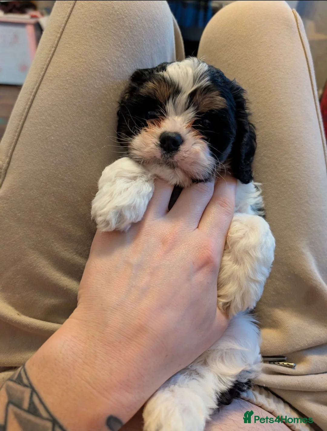 Cavapoo dogs for sale: Cavapoo  - Advert 3