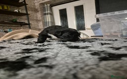 Border Collie dogs for sale: 🏡 Smart, Sweet Border Collie Pups Await You!" - Image 40