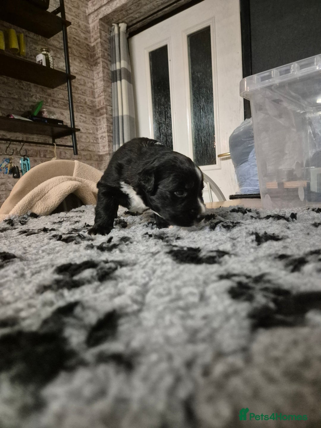 Border Collie dogs for sale: 🏡 Smart, Sweet Border Collie Pups Await You!" - Image 40