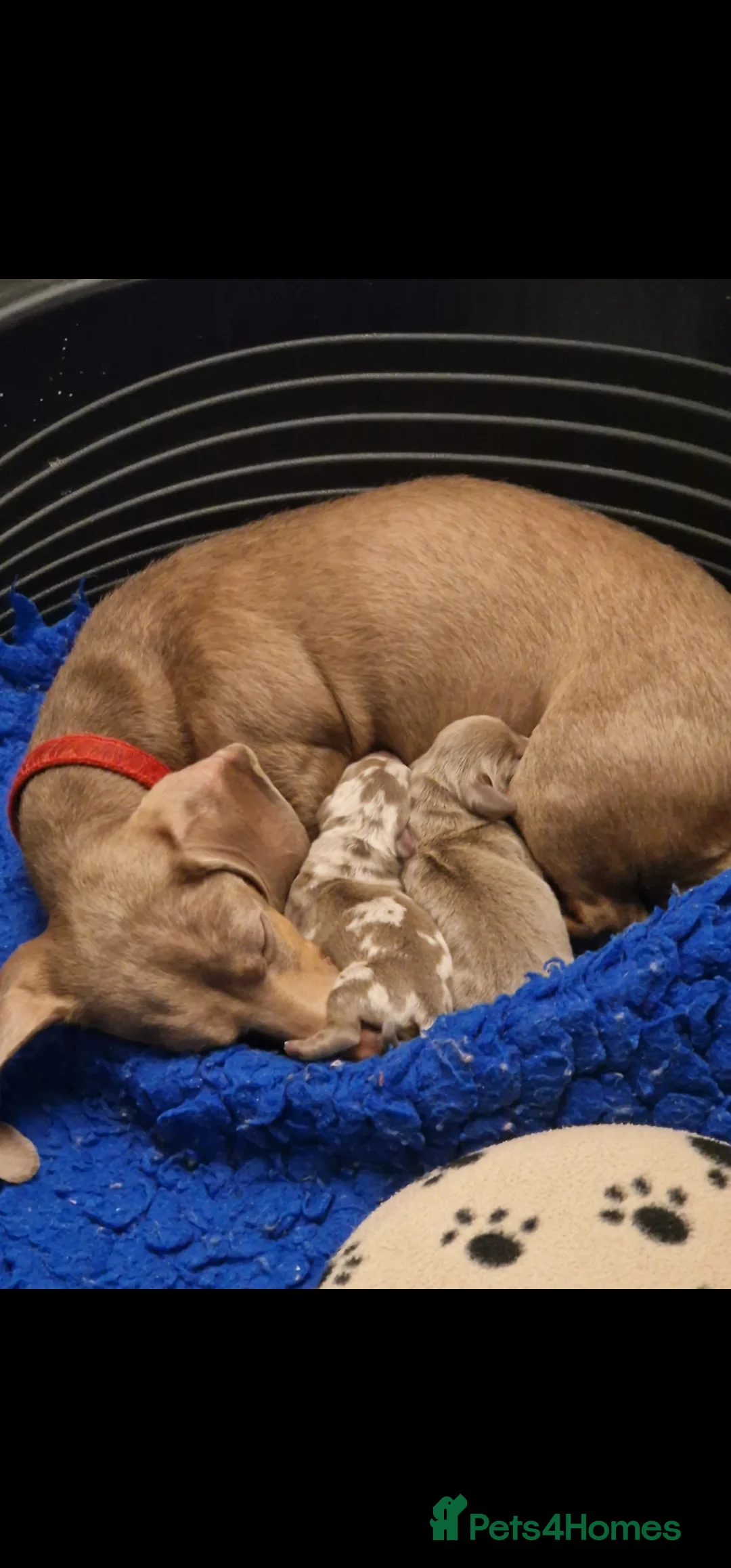 Miniature Dachshund dogs for sale: Mini isabella daschund for sale, one boy available - Advert 9
