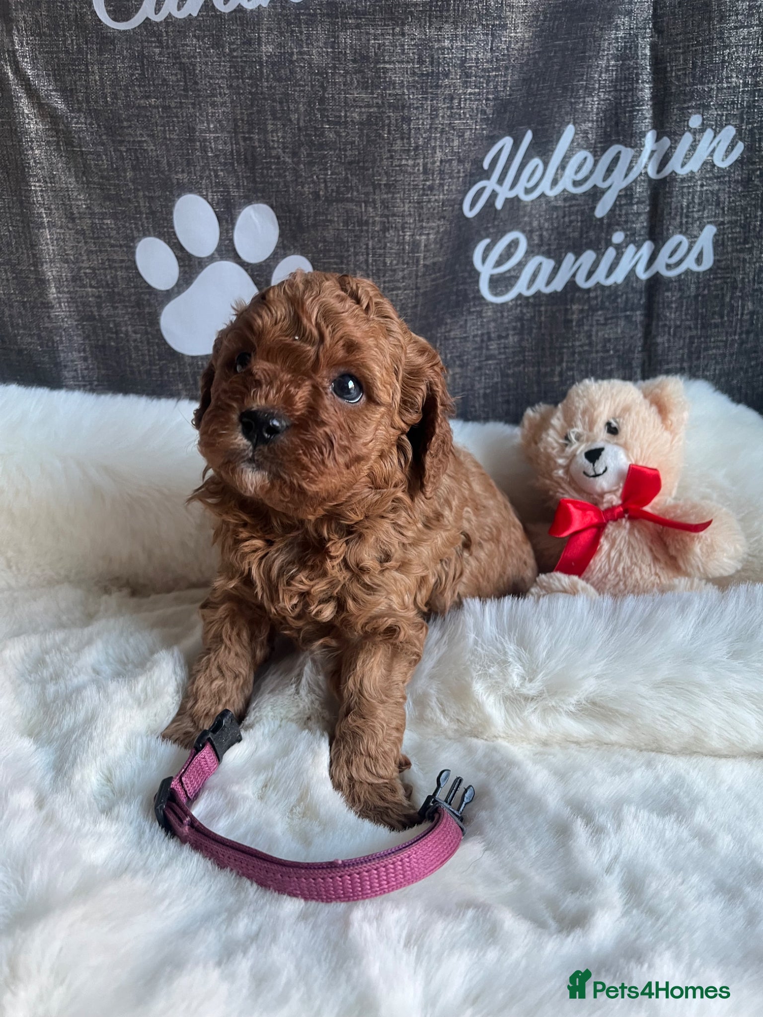 Cavapoo dogs 5*Licenced F1b Male Cavapoo Puppies - Advert 2