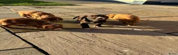 Cocker Spaniel dogs for sale: Cocker spaniel puppy’s  in Hartlepool - Advert 9