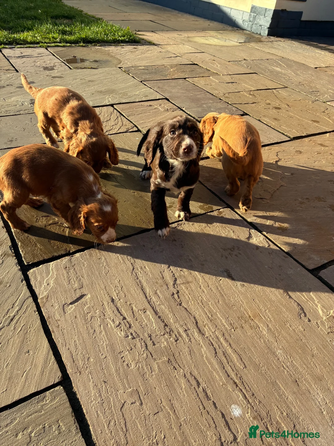 Cocker Spaniel dogs for sale: Cocker spaniel puppy’s  in Hartlepool - Advert 9