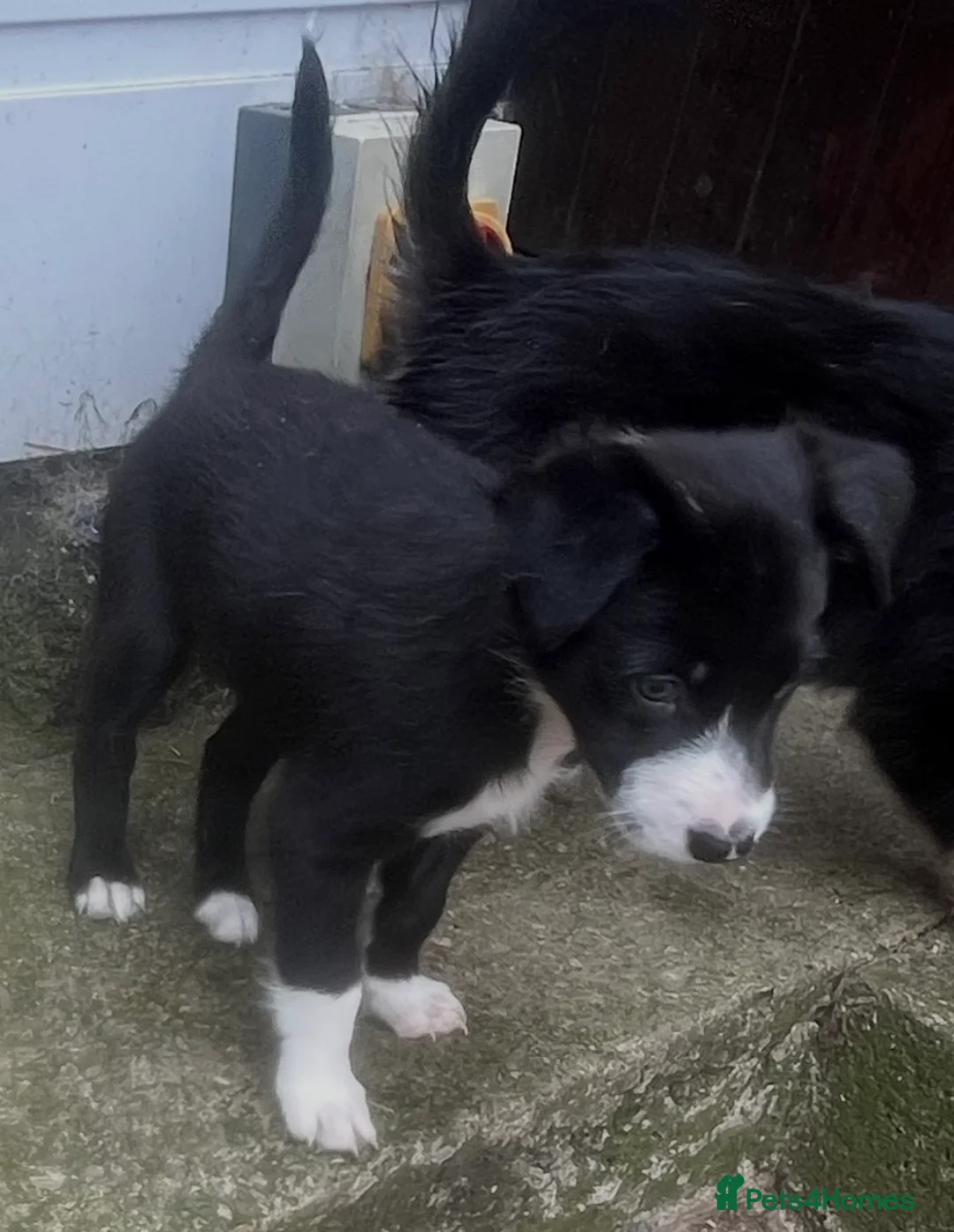 Border Collie dogs for sale: 1 Beautiful Very special border collie girl  - Advert 8
