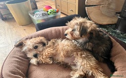 Yochon dogs for sale: Millies first litter  - Image 1