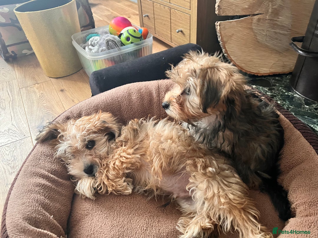 Yochon dogs for sale: Millies first litter  - Image 1