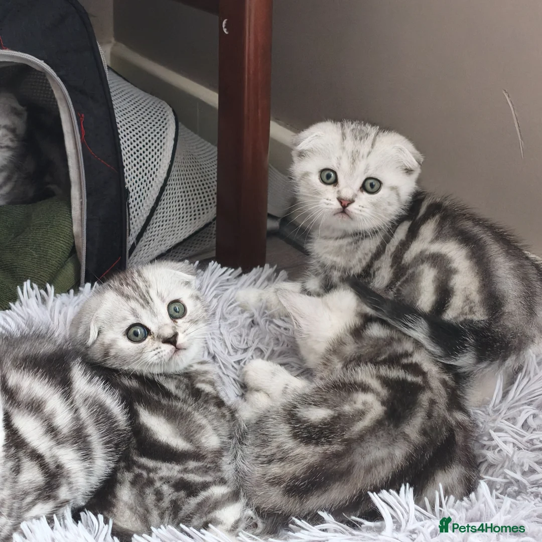 Scottish Fold cats for sale: Scottish Fold & Straight Kittens–Silver Tabby - Advert 1