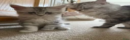 Maine Coon cats for sale: Last Beautiful Maine Coon Kitten Ready Now 🐾 - Advert 6