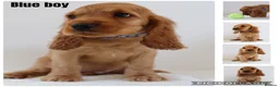 Cocker Spaniel dogs for sale: Cocker spaniel puppies  - Advert 7