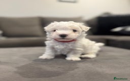 Maltese dogs for sale: Maltese Puppies 2 AVAILABLE  - Image 5