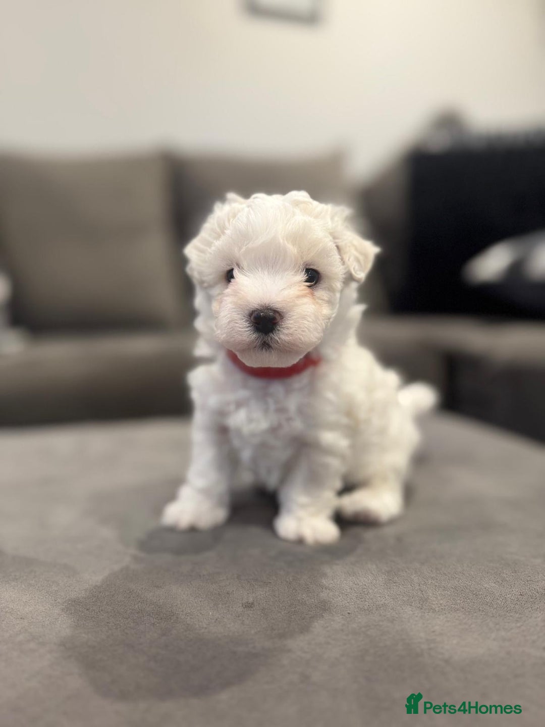 Maltese dogs for sale: Maltese Puppies 2 AVAILABLE  - Image 5