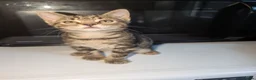 Bengal cats for sale: Mixed breed Bengal kittens  in Edenbridge - Advert 5
