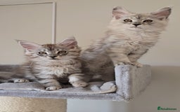 Maine Coon cats for sale: Maine Coon kittens  - Image 5