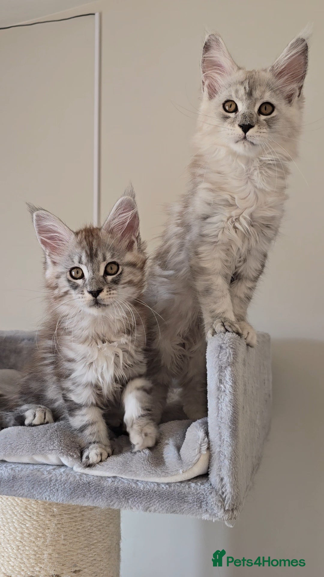 Maine Coon cats for sale: Maine Coon kittens  - Image 5