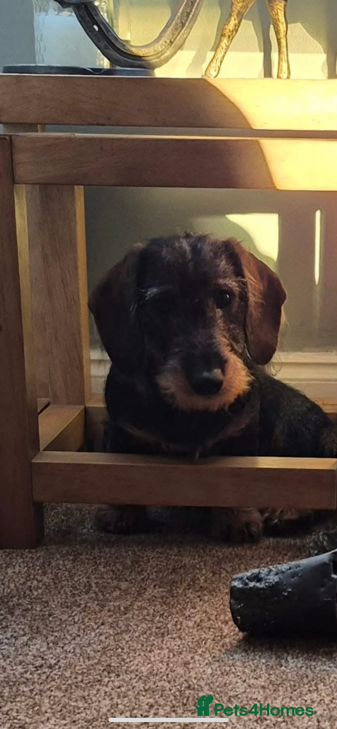 Dachshund dogs for stud: Stunning Kc standard wirehaired  - Advert 9