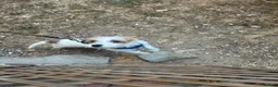 Jack Russell dogs for sale: Miniature jack Russel  in Clacton-on-Sea - Advert 6
