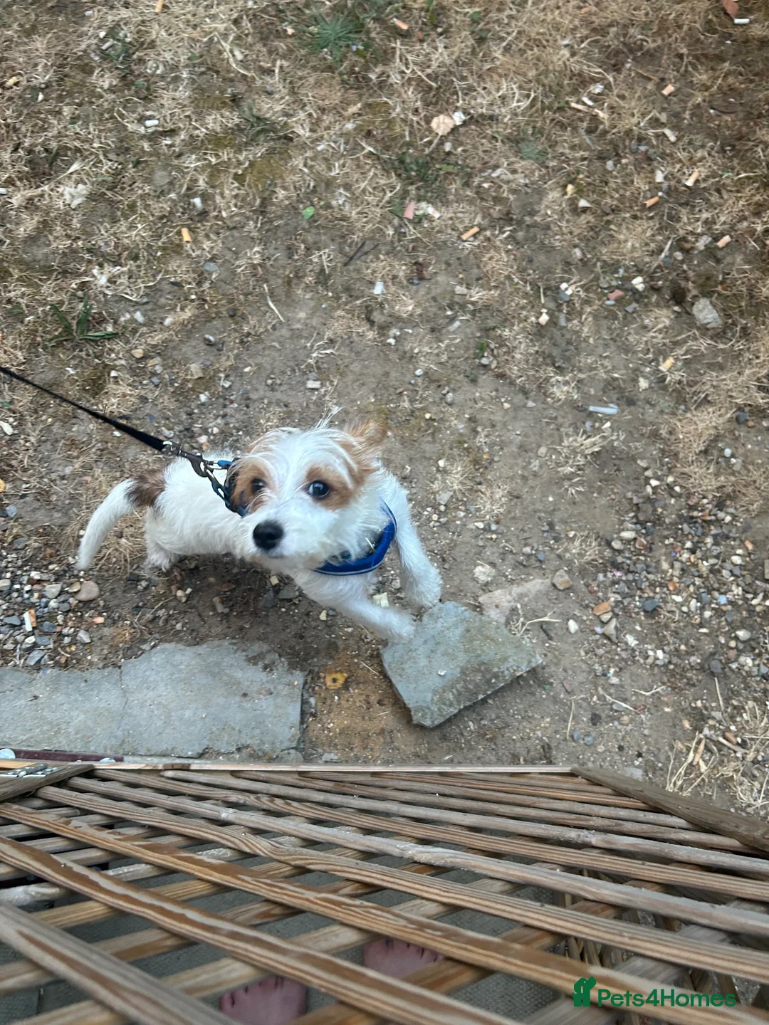 Jack Russell dogs for sale: Miniature jack Russel  in Clacton-on-Sea - Advert 6