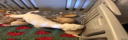 Poochon dogs for sale: Beautiful poochon puppies - Advert 1