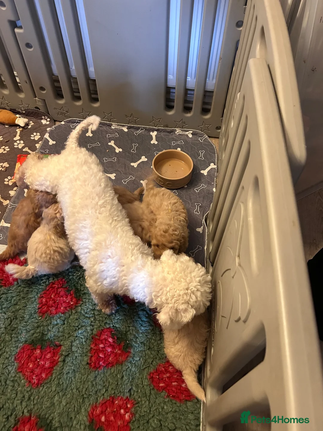 Poochon dogs for sale: Beautiful poochon puppies - Advert 1