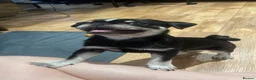 Pug dogs for sale: Pug Puppy For Sale - Advert 6
