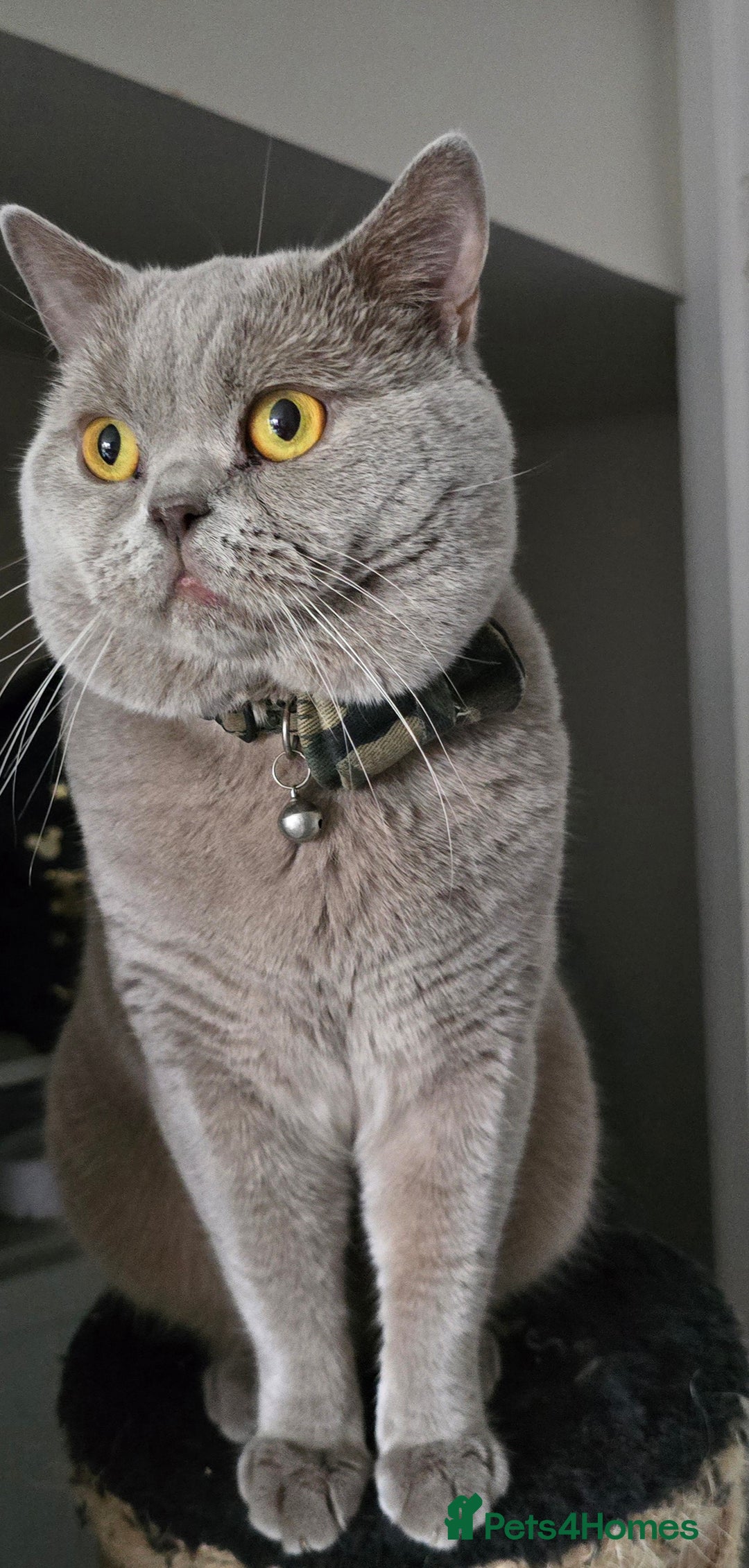 British Shorthair cats for sale: GCCF registered ACTIVE STUD british short hair - Advert 2