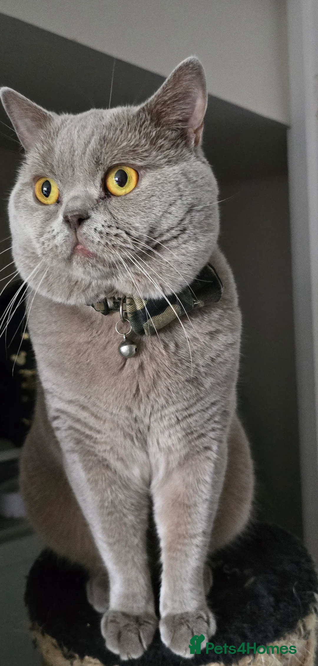 British Shorthair cats for sale: GCCF registered ACTIVE STUD british short hair - Advert 3