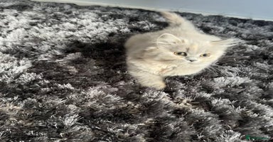 British Shorthair cats - Advert 1