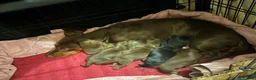 Dachshund dogs for sale: Miniature Dachshunds  - Advert 2