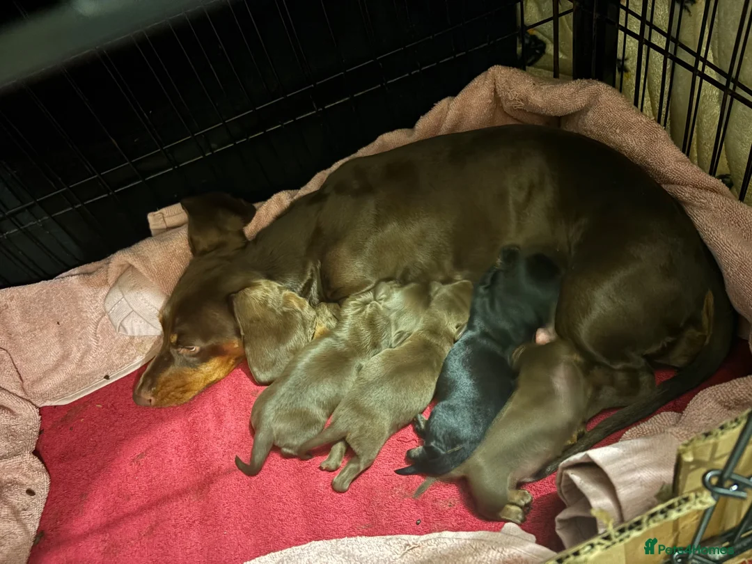 Dachshund dogs for sale: Miniature Dachshunds  - Advert 2