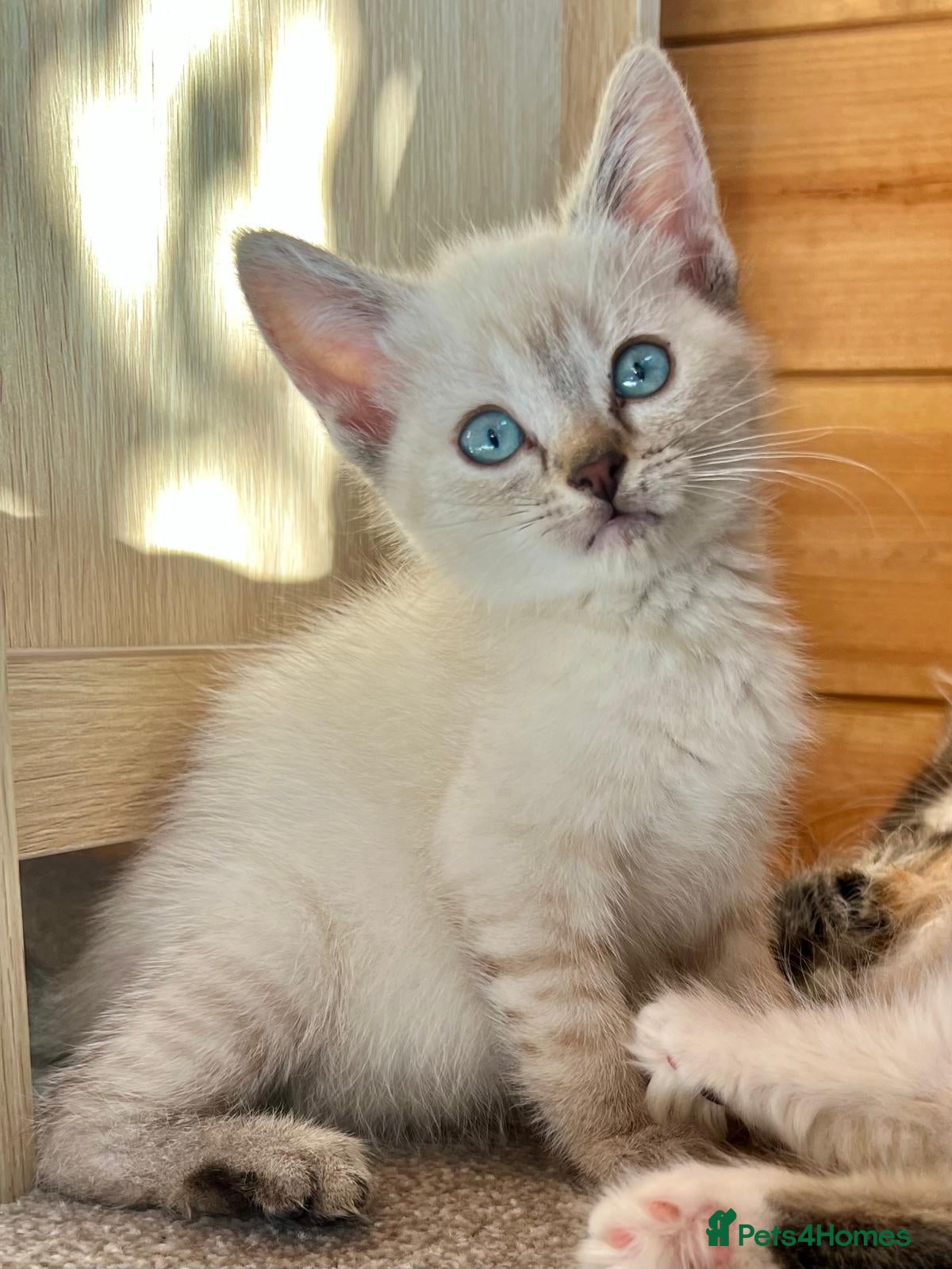 Mixed Breed cats Mixed pedigree kittens - Advert 1