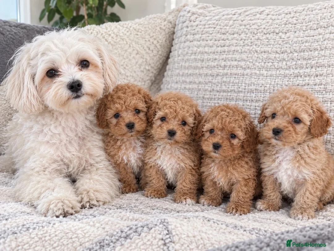Maltipoo dogs for sale: 💫Extra tiny Asian Maltipoo puppies💫 - Advert 2
