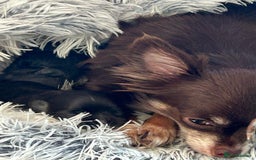 Chihuahua dogs for sale: Chihuahua teacup - Image 19