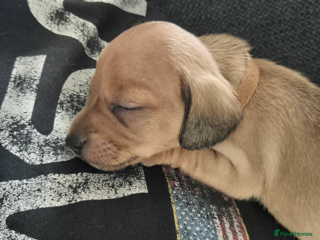 Chiweenie dogs for sale: 3 chiweenie puppies - Advert 5