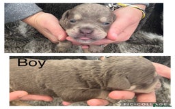 Olde English Bulldogge dogs for sale: Olde English bulldog puppies  - Image 4