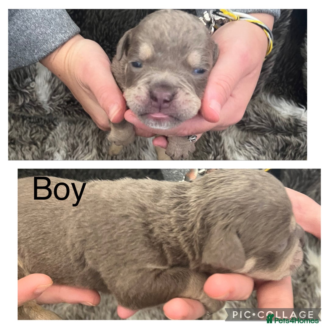 Olde English Bulldogge dogs for sale: Olde English bulldog puppies  - Image 4