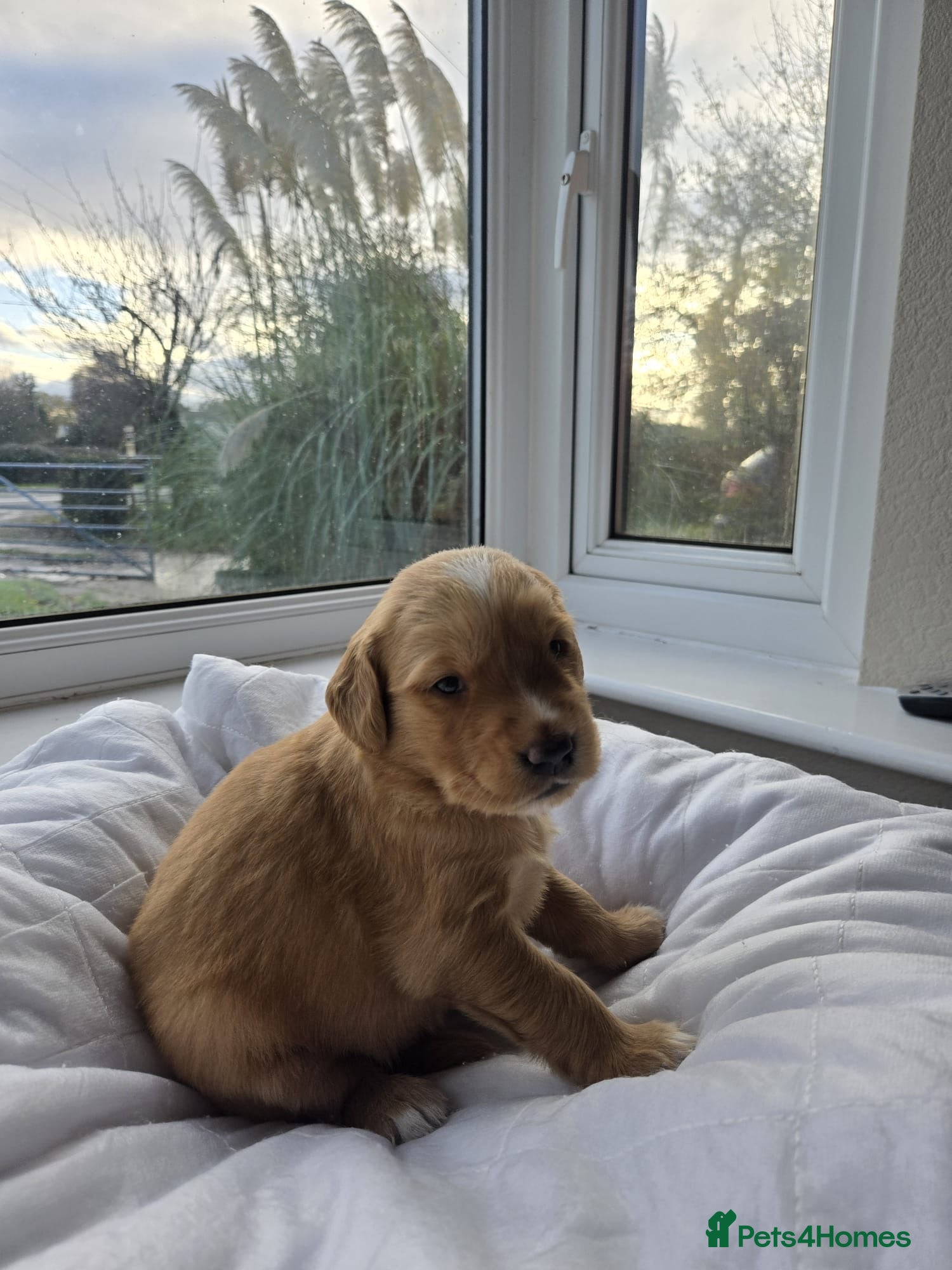 Golden Retriever dogs Licensed breeder! Genetically perfect sired pups  - Advert 7