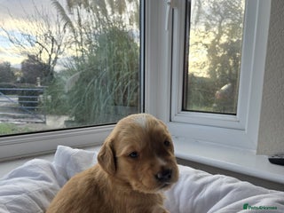 Golden Retriever dogs Genetically perfect sired pups - Advert 11