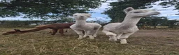 Alpaca livestock for sale: 4 castrated alpacas in Winsford - Advert 4