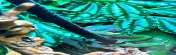 Chameleon reptiles for sale: Guardian The Chameleon in Llanfairpwllgwyngyll - Advert 12