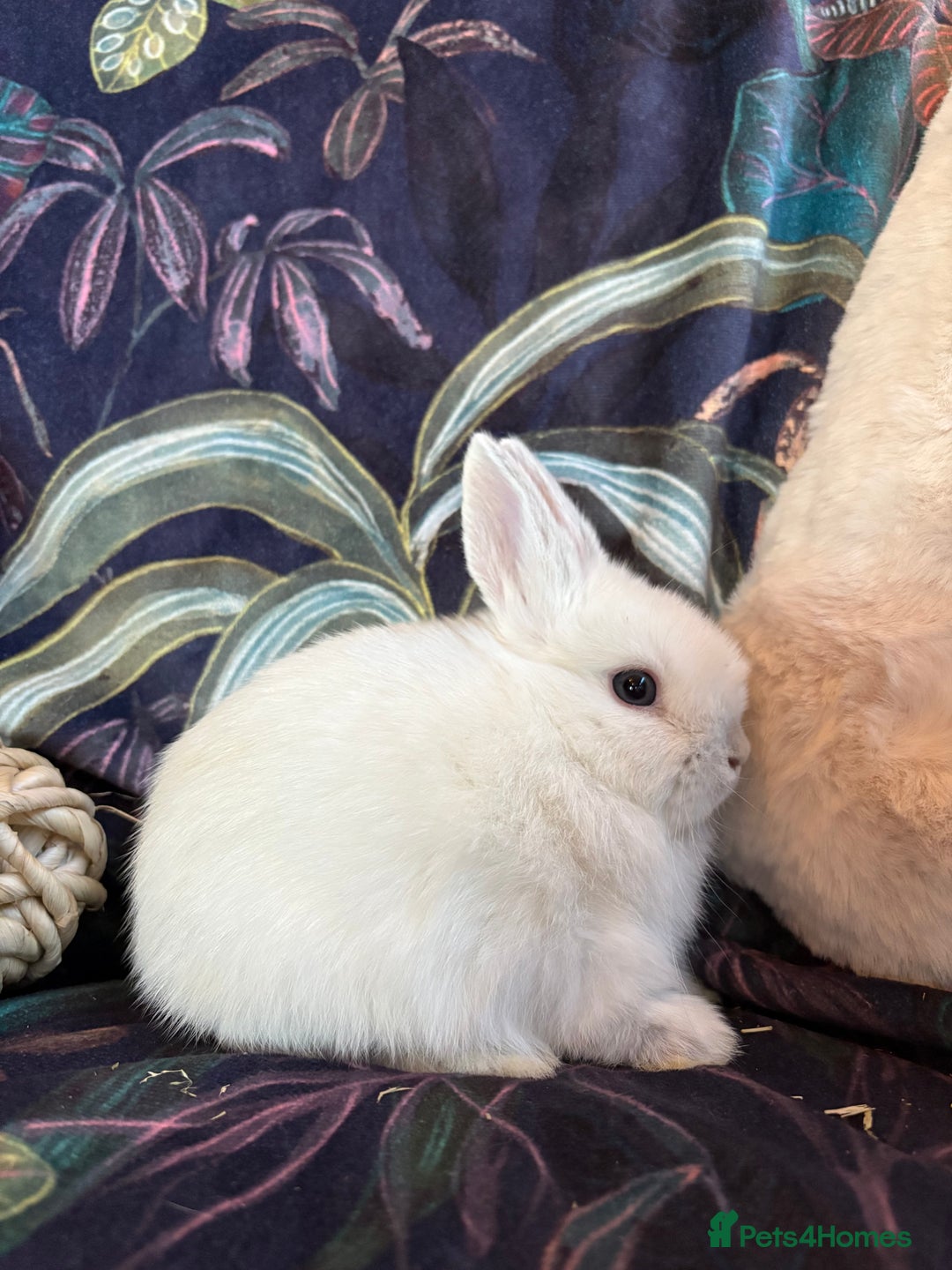 Netherland Dwarf rabbits for sale: Beautiful friendly Netherland Dwarfs (vaccinated) - Advert 8