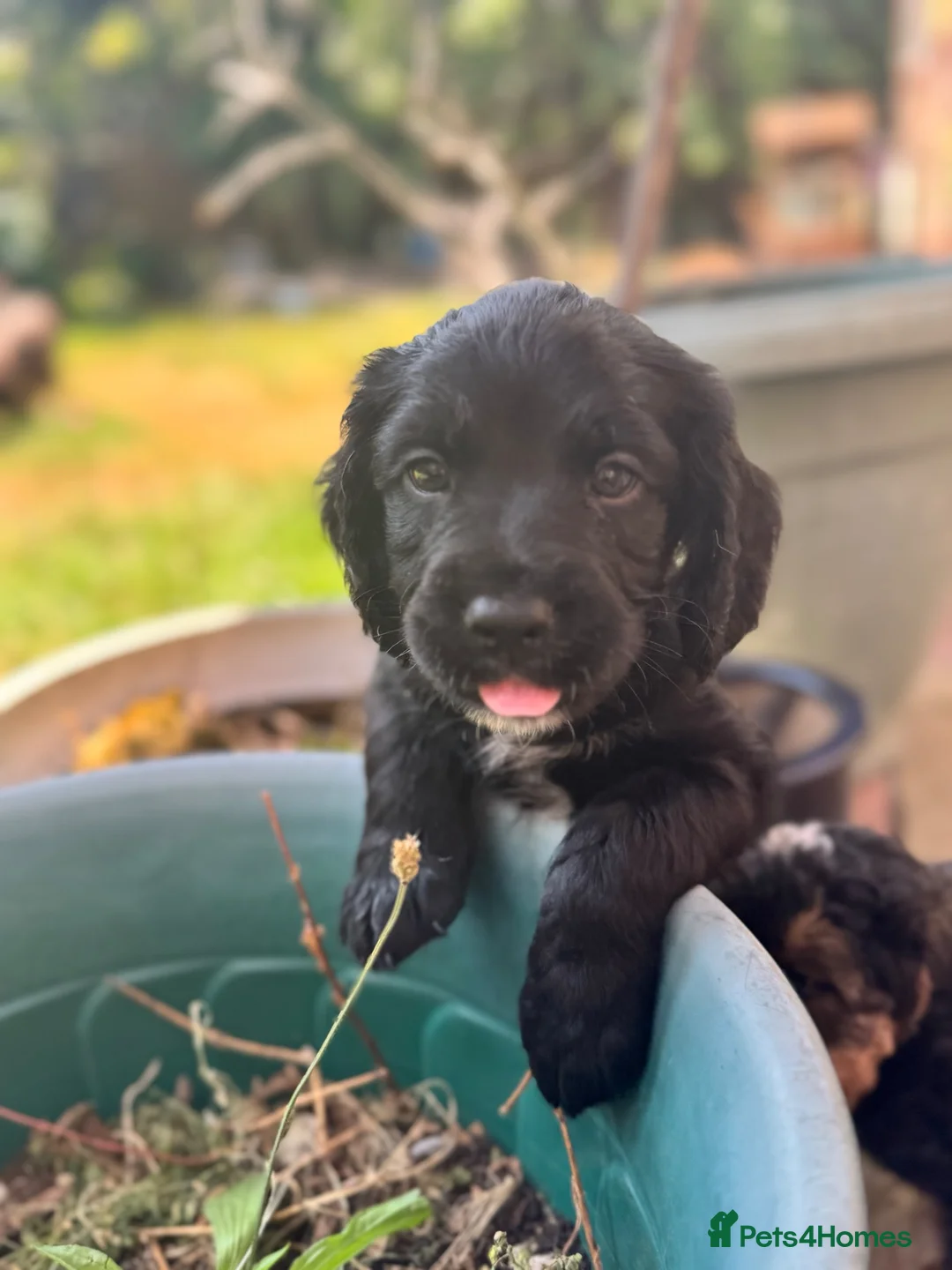 Mixed Breed dogs for sale: 2 beautiful sprockerpoos🩷💙 - Advert 2