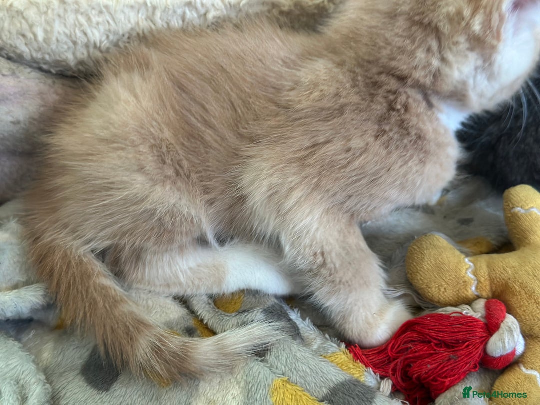 Mixed Breed cats for sale: Two beautiful kittens  - Image 2