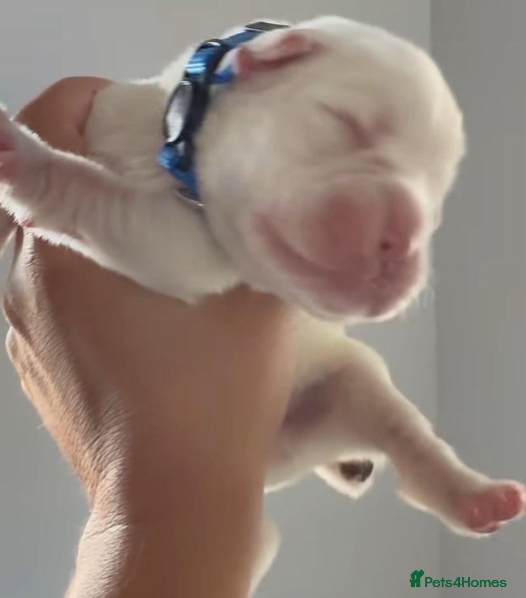 Boxer dogs for sale: Quality litter of boxer puppies - Advert 3