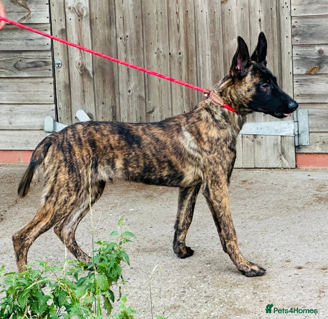 Belgian Shepherd Dog dogs for sale: Belgian Malinois / Dutch Herder  - Image 33