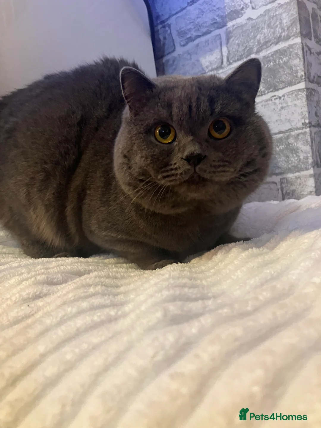 British Shorthair cats for stud: 🩵 British shorthair 🩵 - Advert 6